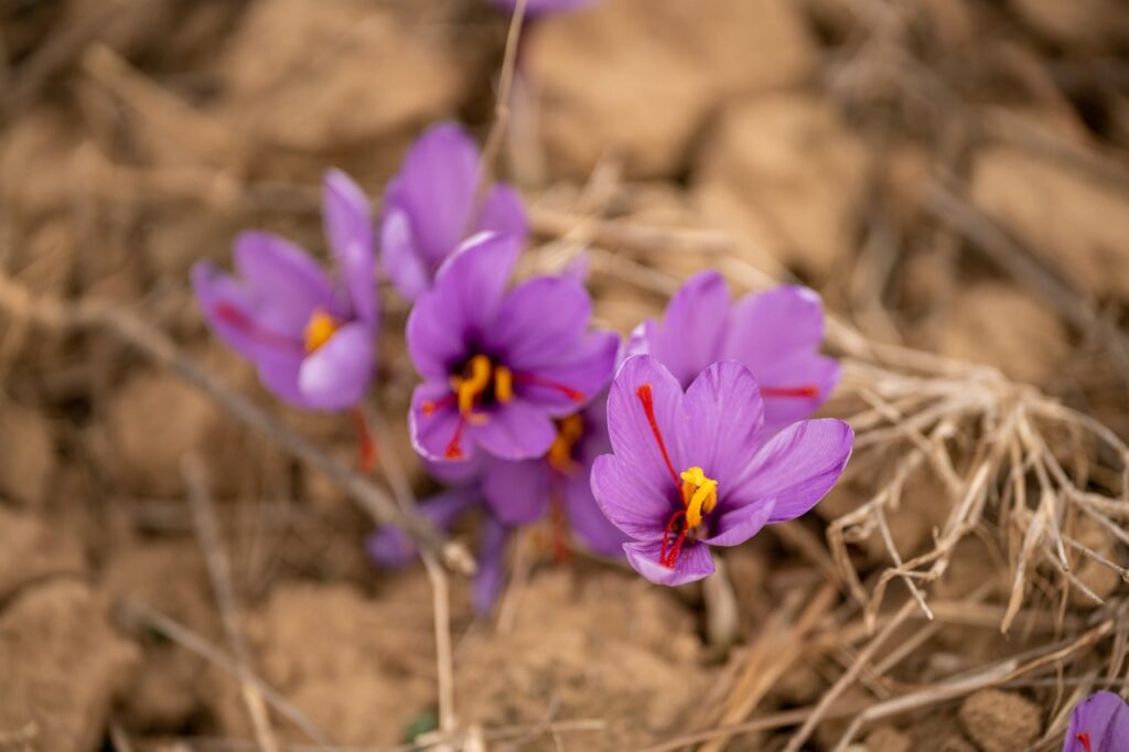 Benefits of Kashmiri Saffron