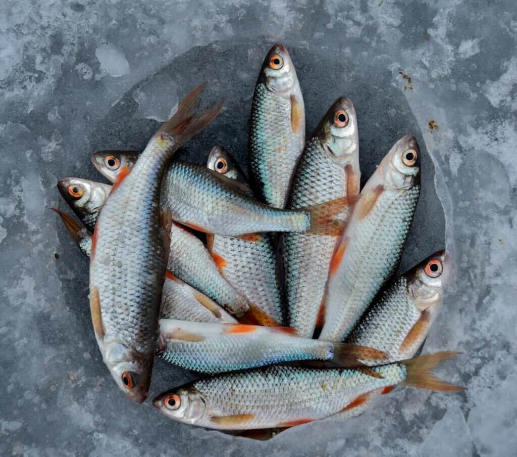 Kashir Gaad Kashmiri Fish Recipe